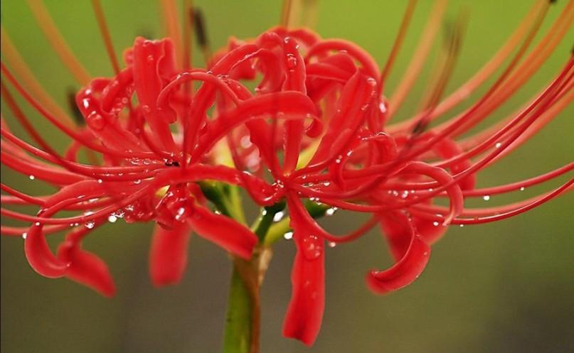 曼陀罗花