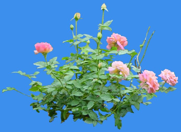 月季花