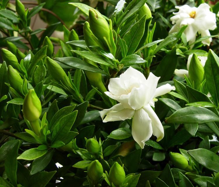 栀子花的养殖方法 庭院栀子花风水